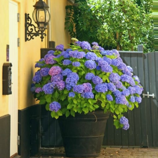 💥Outdoor Artificial Hydrangea Flowers💐