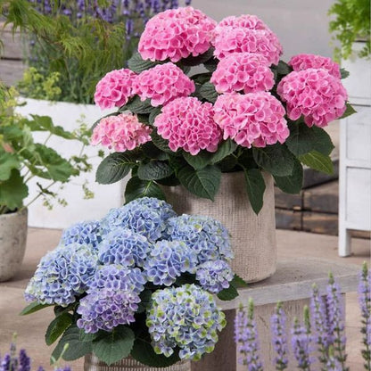 💥Outdoor Artificial Hydrangea Flowers💐