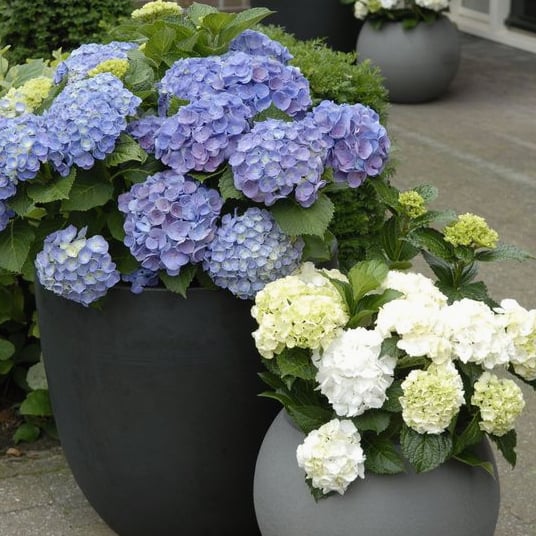 💥Outdoor Artificial Hydrangea Flowers💐