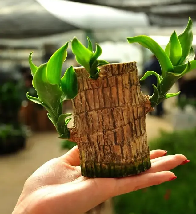 🔥2025 Best Seller🔥-Lucky Brazil Wood Potted Plant🎊