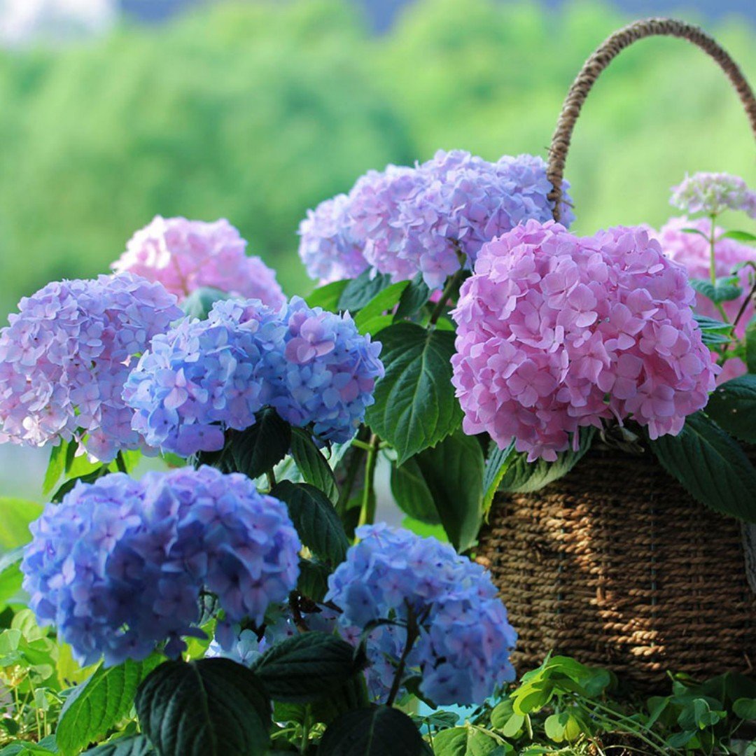 💥Outdoor Artificial Hydrangea Flowers💐