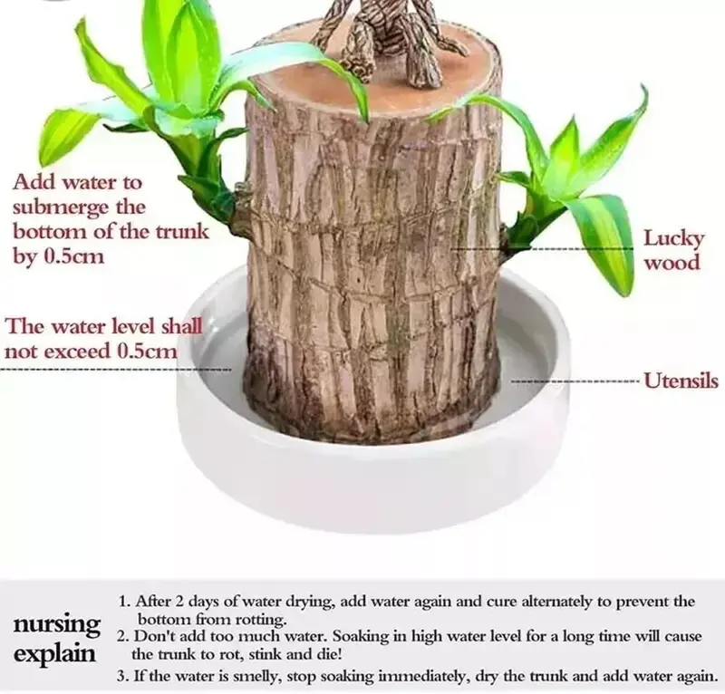 🔥2025 Best Seller🔥-Lucky Brazil Wood Potted Plant🎊