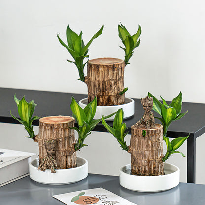 🔥2025 Best Seller🔥-Lucky Brazil Wood Potted Plant🎊