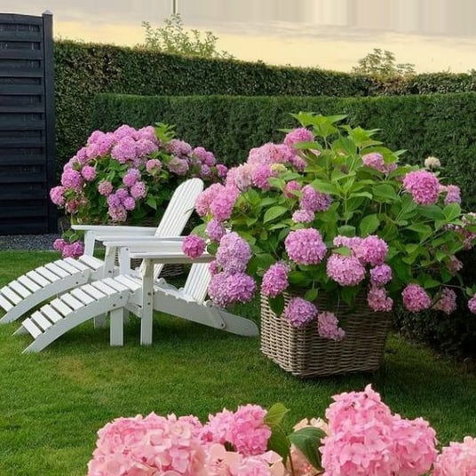 💥Outdoor Artificial Hydrangea Flowers💐