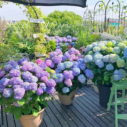 💥Outdoor Artificial Hydrangea Flowers💐